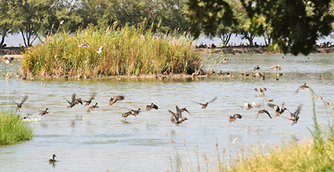 Laguna di Bibione