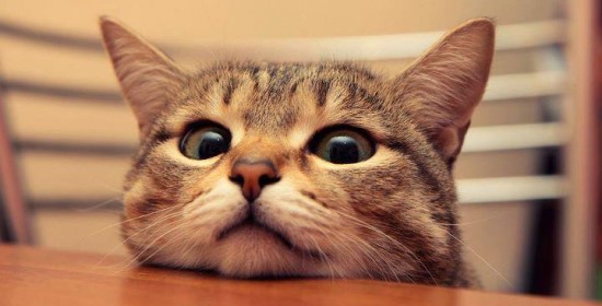 Gatto